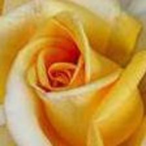 Meet your Posher, Tamara